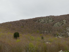 20240503 -05 Lavogne Blandas - Ruines Malpertus - Puech Sigal (30)