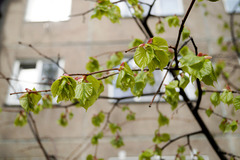 Und eine Linde ist mein Liеblingsbaum...