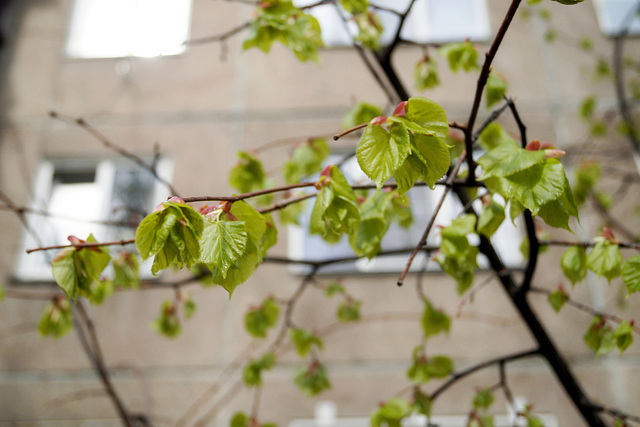 Und eine Linde ist mein Liеblingsbaum...