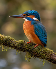 Kingfisher AI