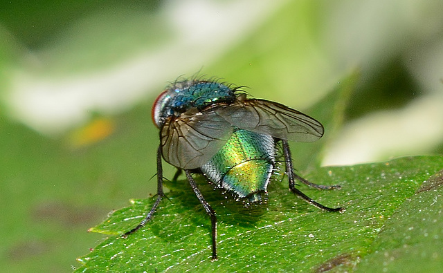 Greenbottle,Blow Fly. Lucilia Caesar