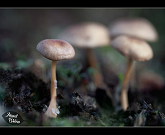 181/366: Cool Little Mushrooms