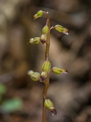 Corallorhiza odontorhiza (Autumn Coral Root orchid)