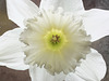 A Host of White Daffodils ?