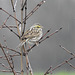 Savannah Sparrow