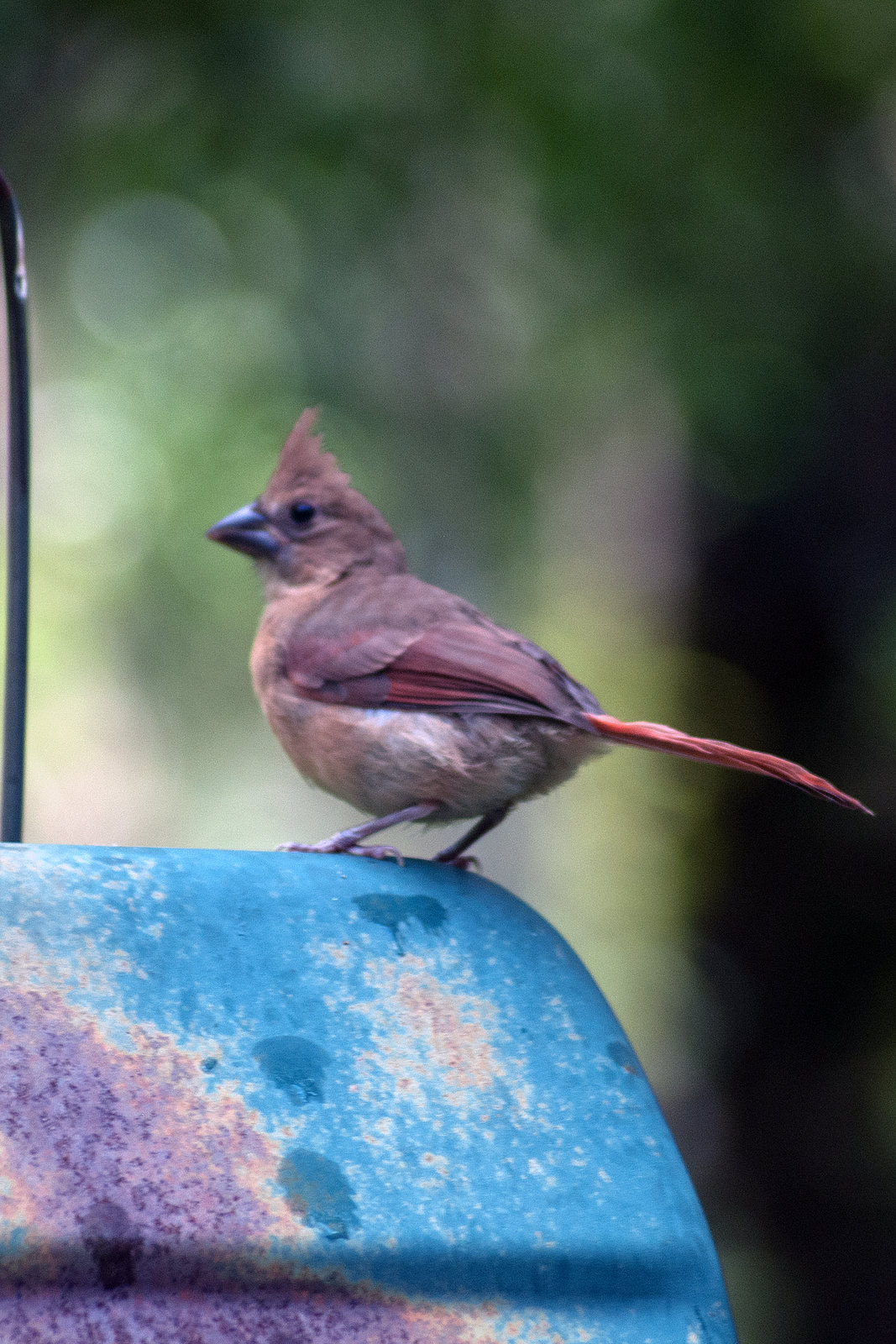 BabyCardinal