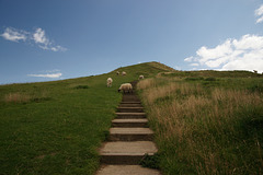Sheep On Glastonbury Tor