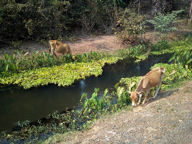 Snacktime for friendly cows / Collation de route pour vaches amicales  (Laos)