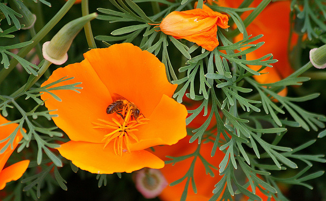 Abeille dans les pavots de Californie (Eshscholzia)