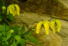 20210609 0637CPw [D~LIP] Waldrebe, (Clematis), UWZ, Bad Salzuflen