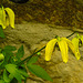 20210609 0637CPw [D~LIP] Waldrebe, (Clematis), UWZ, Bad Salzuflen