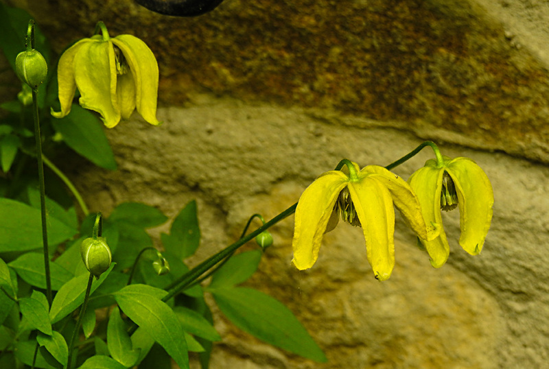 20210609 0637CPw [D~LIP] Waldrebe, (Clematis), UWZ, Bad Salzuflen