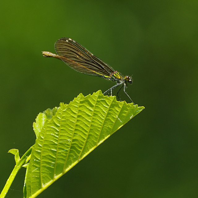 Calopteryx splendens ♀