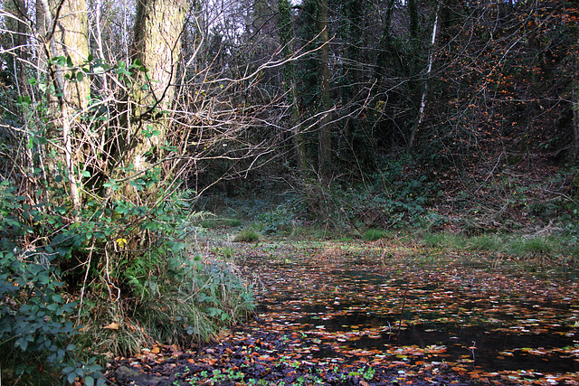 Old quarry