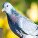 Stock dove