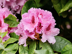 Rhododendronblüte  (pip)