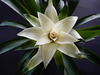 Bromelie - Guzmania