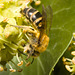 IMG 2982 Ivy Bee