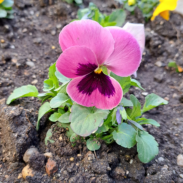 Garten-Stiefmütterchen (Viola wittrockiana)