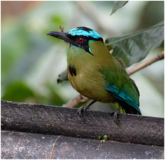 EF7A1469-CR2 DxO DeepPRIME Andean Motmot