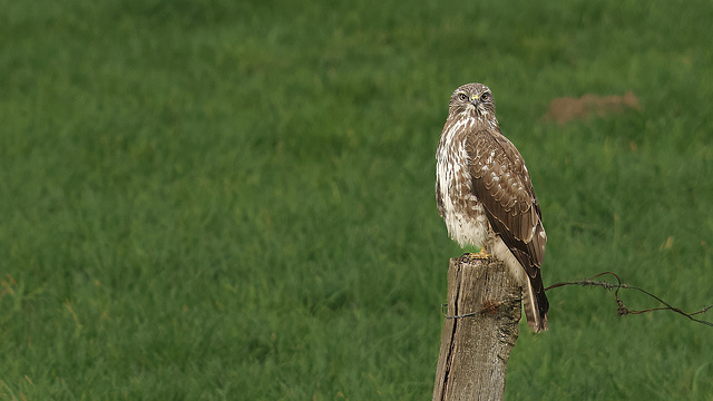 Mäusebussard 2