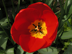 Tulip with yellow centre