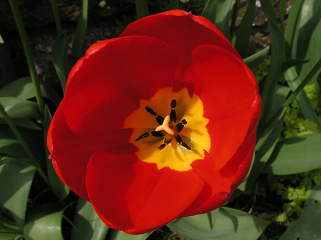 Tulip with yellow centre