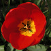 Tulip with yellow centre