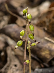 Corallorhiza odontorhiza (Autumn Coral Root orchid)