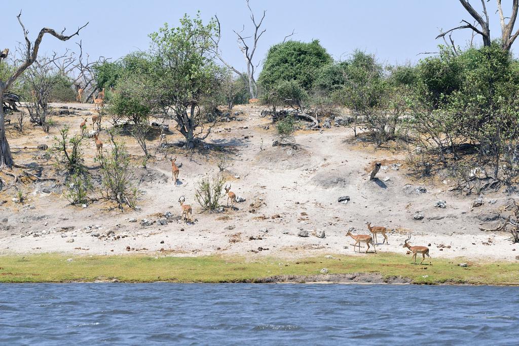 Impalas