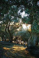 olive tree grove corfu