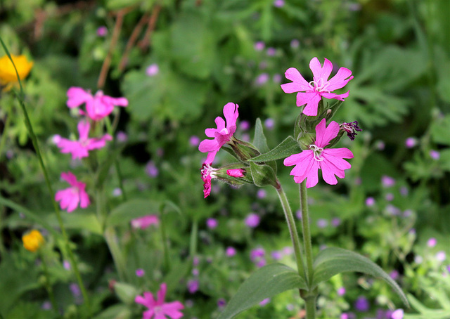 Silene dioica  (2)