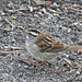 White-throated Sparrow