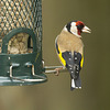 Goldfinch