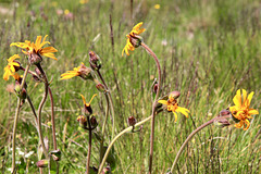 arnica montana