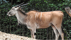 20190907 5871CPw [D~HRO] Elenantilope, Zoo, Rostock