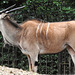 20190907 5871CPw [D~HRO] Elenantilope, Zoo, Rostock