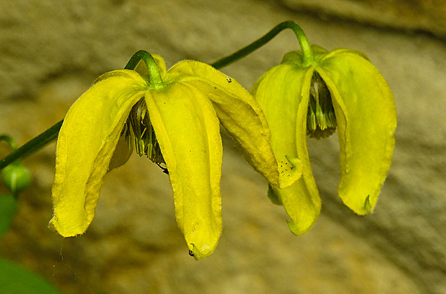 20210609 0639CPw [D~LIP] Waldrebe, (Clematis), UWZ, Bad Salzuflen