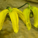 20210609 0639CPw [D~LIP] Waldrebe, (Clematis), UWZ, Bad Salzuflen