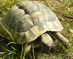 20220422 0673CPw [D~HF] Griechische Landschildkröte (Testudo hermanni), Herford