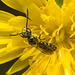 IMG 2973 Bee