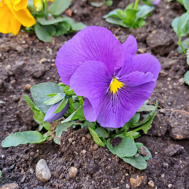 Garten-Stiefmütterchen (Viola wittrockiana)