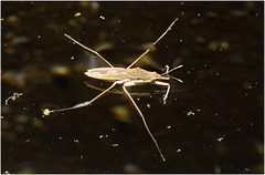 IMG 9940 Pond Skater