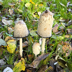 Familie Schopf-Tintling