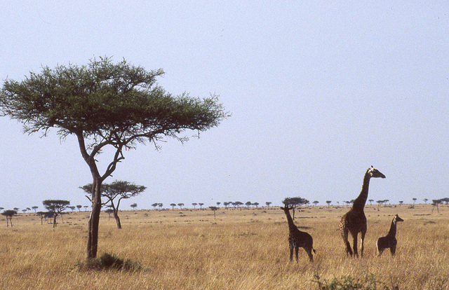 Savanna with Giraffe family
