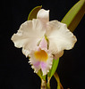 Cattleya trianae