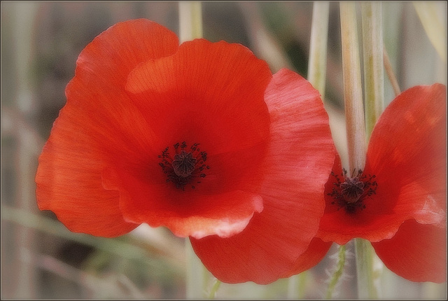 Coquelicots en jupon