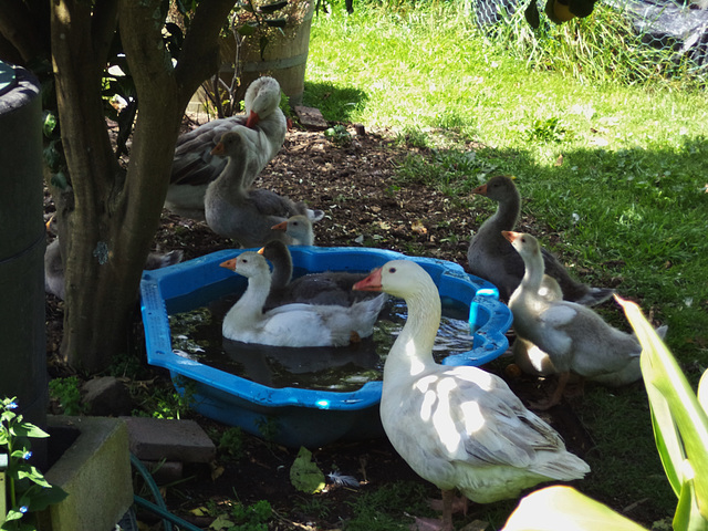 Pilgrim goose family at the pool