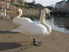 swans on exeter quayside