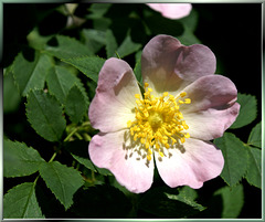 Hecken-Rose (Rosa corymbifera). ©UdoSm